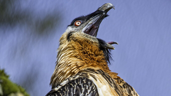 Bearded Vulture with open beak, displaying vividly colored neck feathers