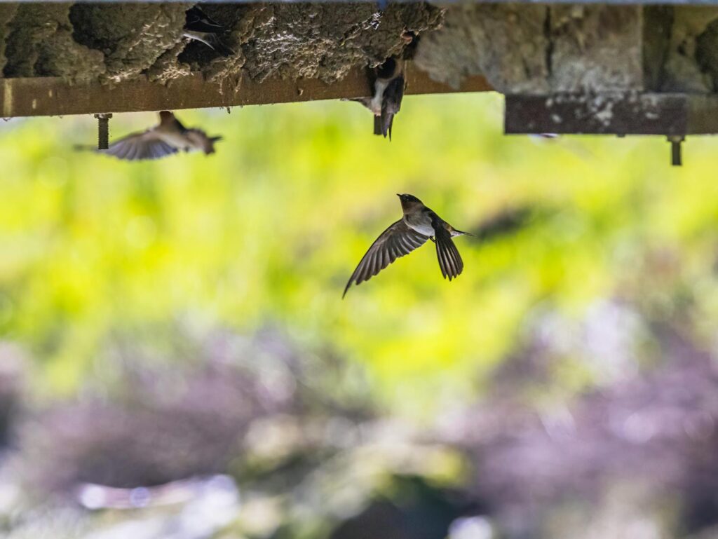 A swallow gracefully flies under a bridge, with nests visible on a summer day.
