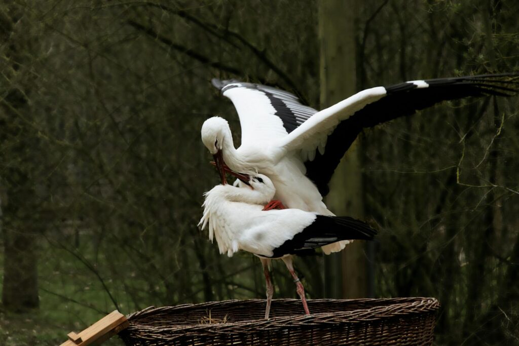 Two white storks engaging at their nest, showcasing nature's beauty and wildlife behavior.