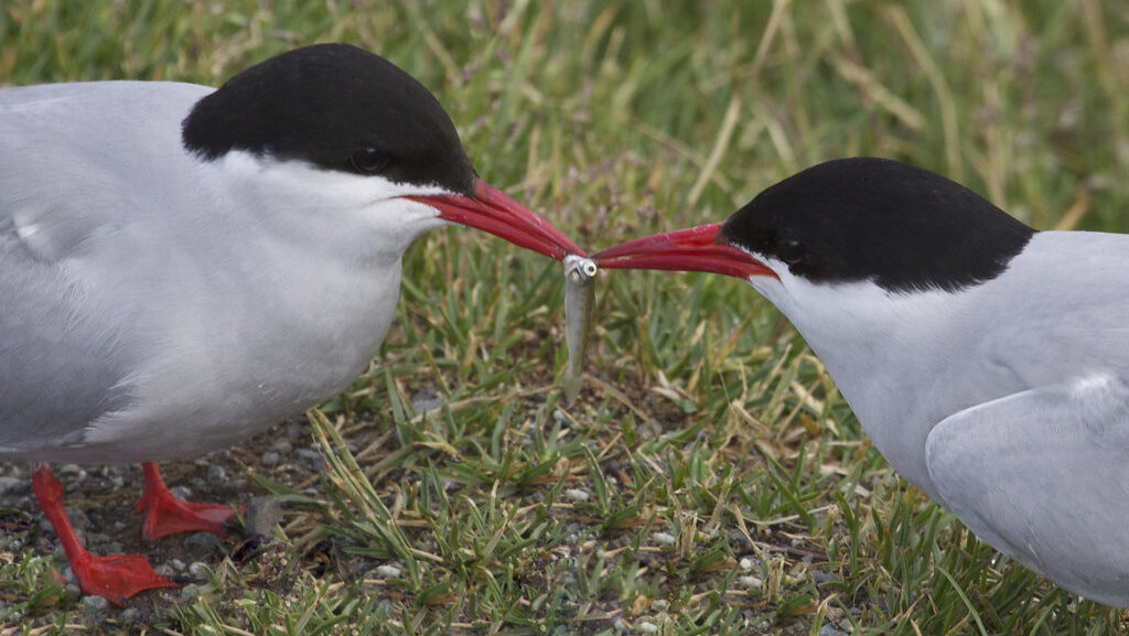 Two Arctic Terns sharing a fish, demonstrating bonding behavior
