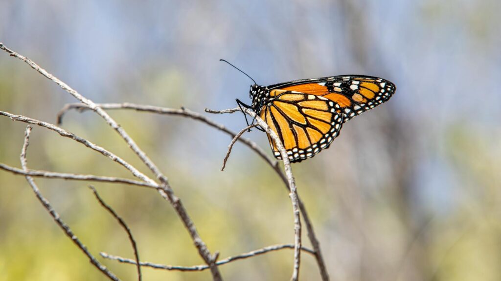 Monarch butterfly sitting on a branch with no leaves