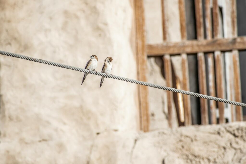 Two swallows resting on a wire against an urban backdrop of rustic walls.