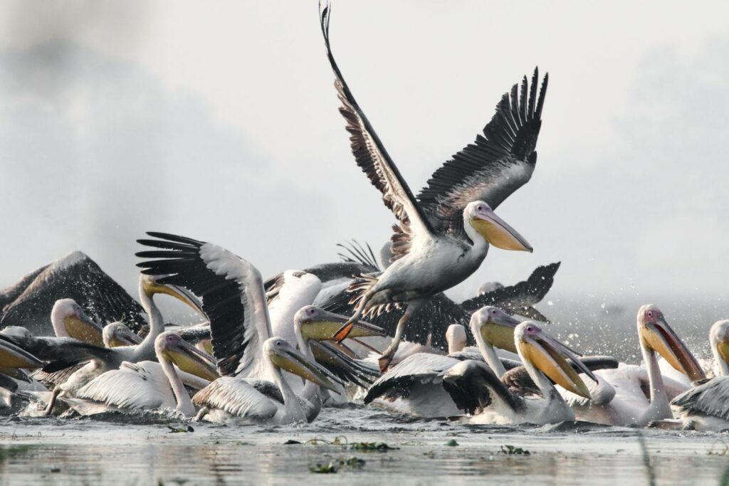 A lively scene of a pelican flock in flight and on water, showcasing wildlife in action.