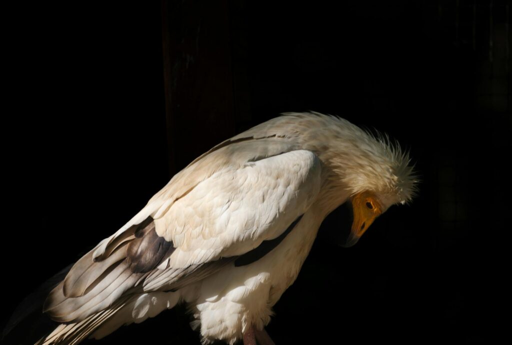 A striking Egyptian vulture in profile, illuminated against a dark background.