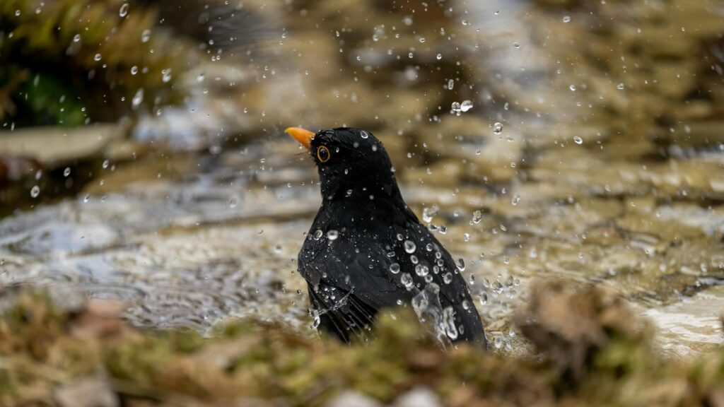 Common blackbird splashing in clear shallow puddle