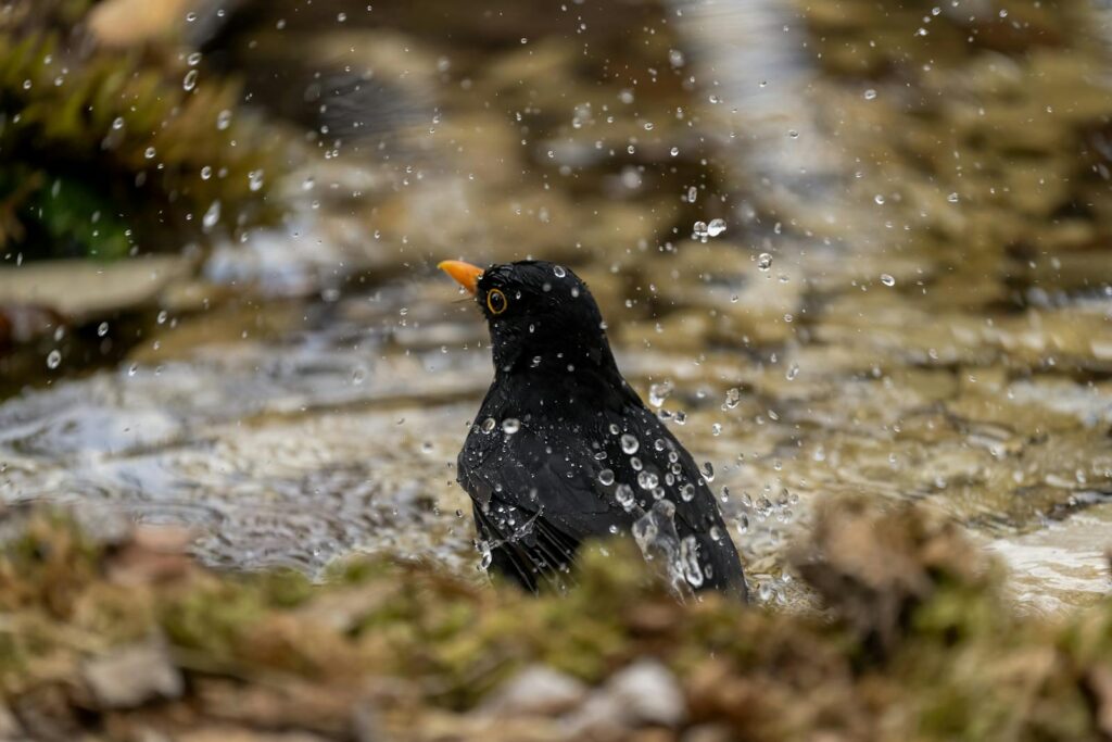 A common blackbird splashing in water, capturing motion and droplets.