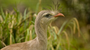 Red-Legged Seriema side view against a background of tall grass