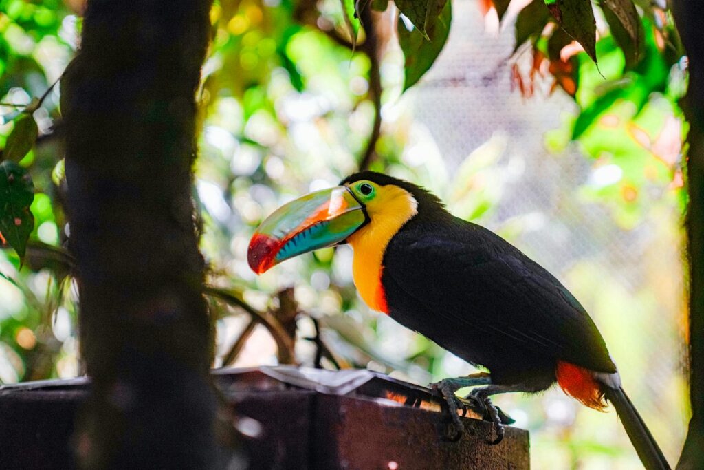 Colorful rainbow-billed toucan perched amidst lush tropical foliage.
