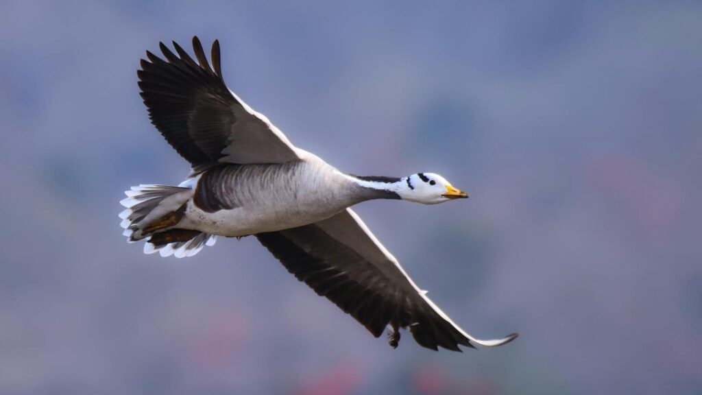 Bar-headed goose flying with wings spread wide, gliding through the sky.