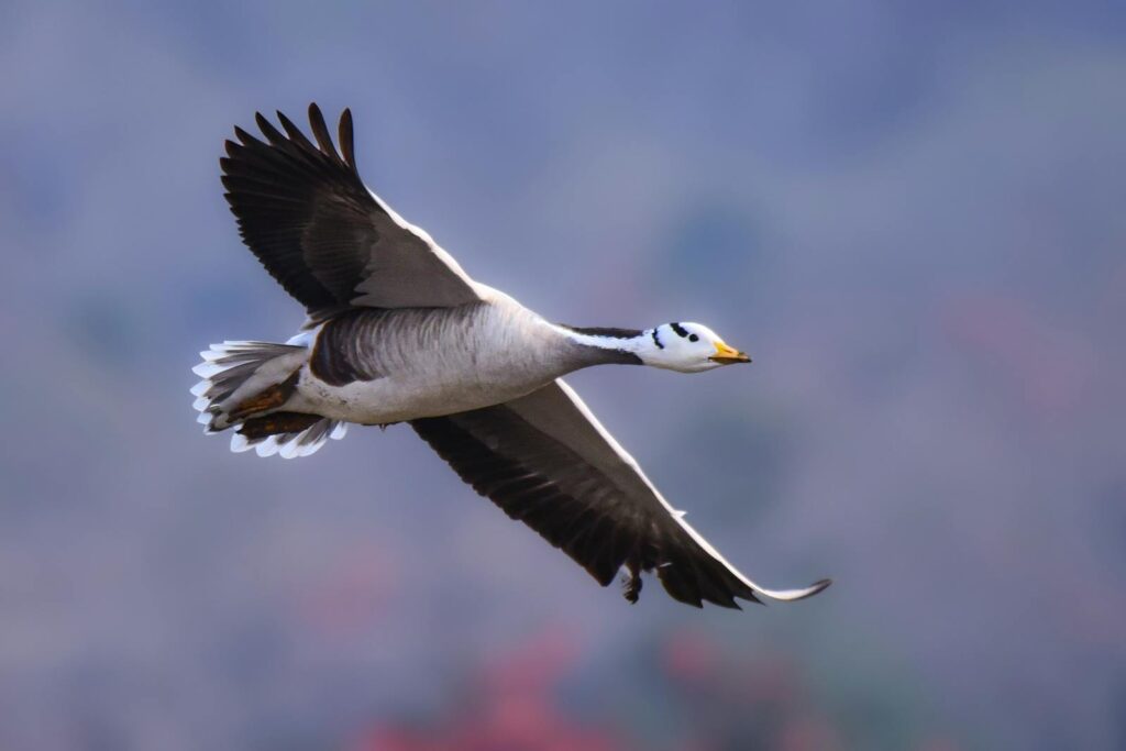 Bar-headed goose soaring gracefully, showcasing its majestic wings in flight.