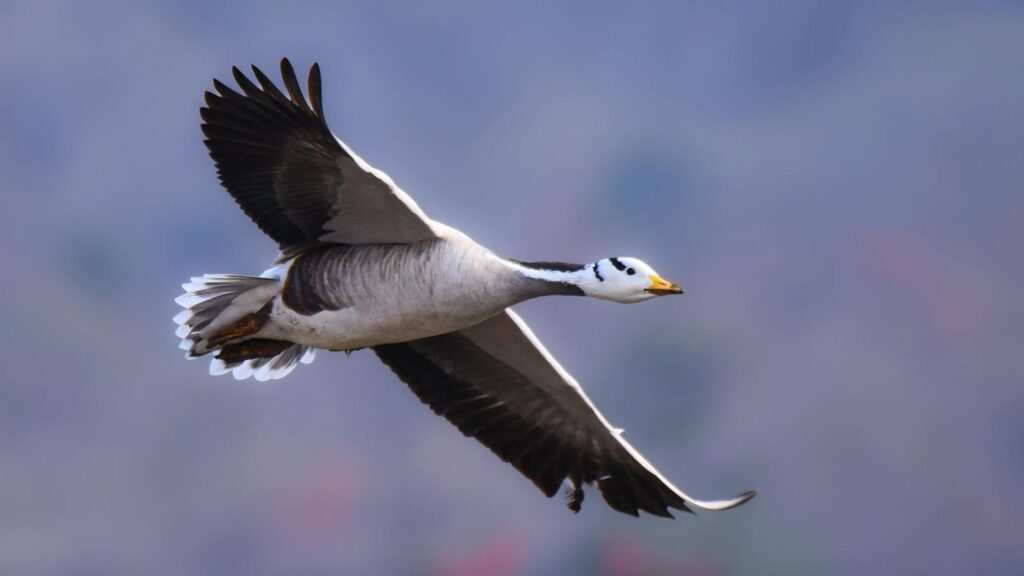 Bar-headed goose soaring gracefully, showcasing its majestic wings in flight.