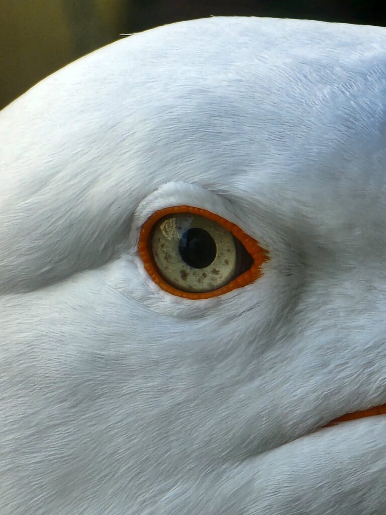Detailed view of bird’s eye with orange-rimmed iris