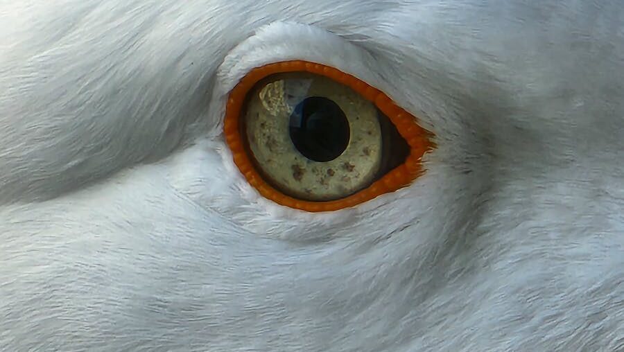 Detailed view of bird’s eye with orange-rimmed iris
