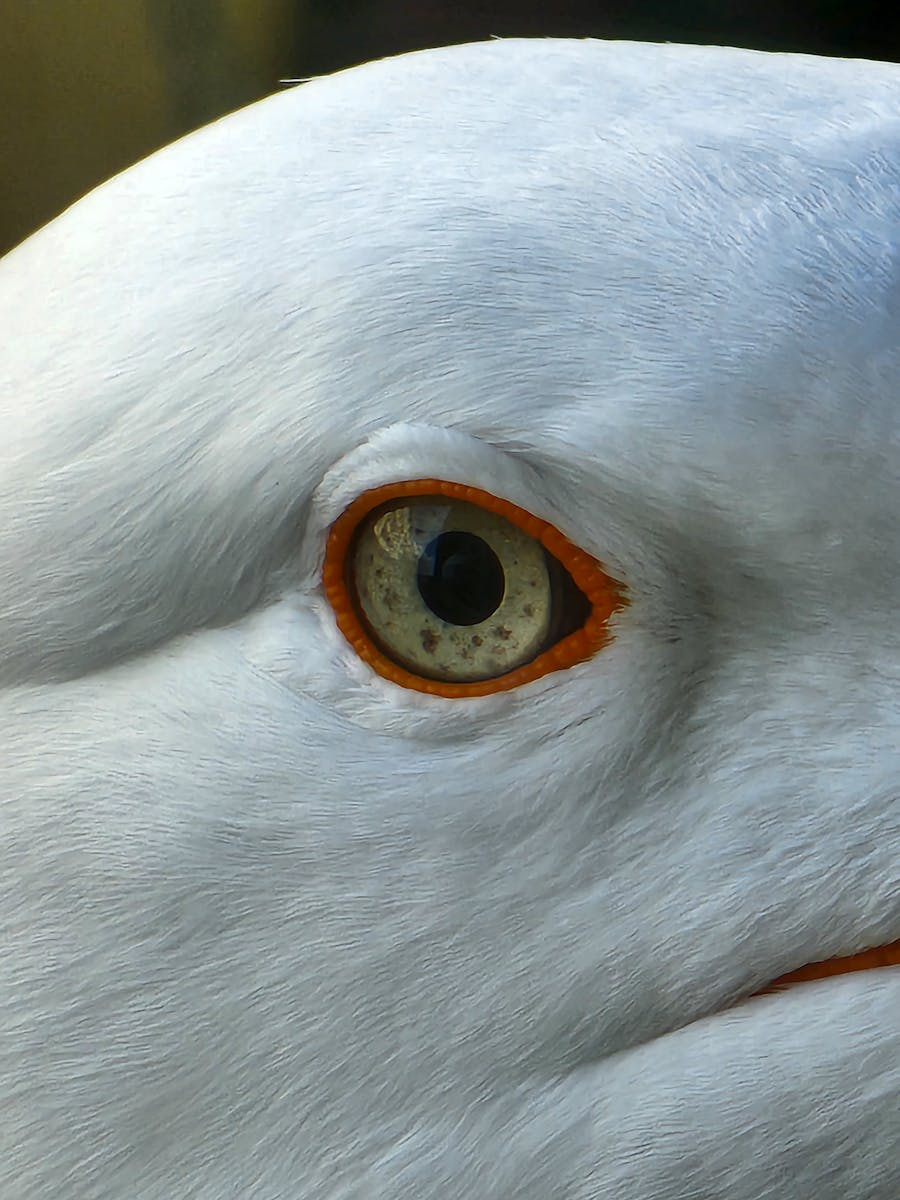 Detailed view of bird’s eye with orange-rimmed iris