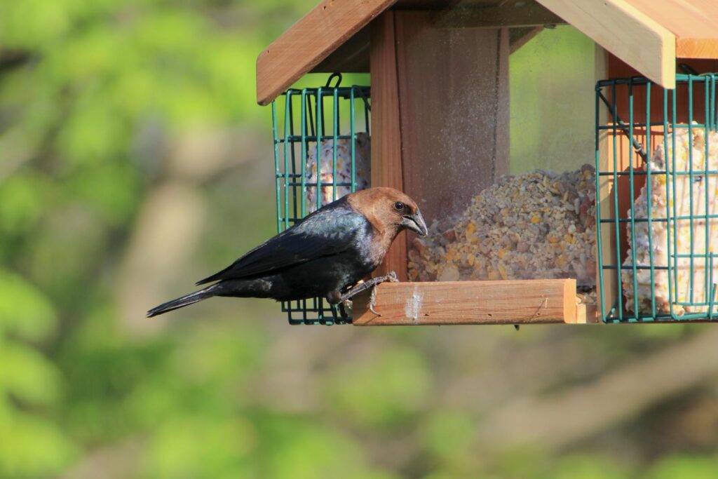 A Brown-headed Cowbird perched at a birdfeeder, surrounded by bokeh greenery.