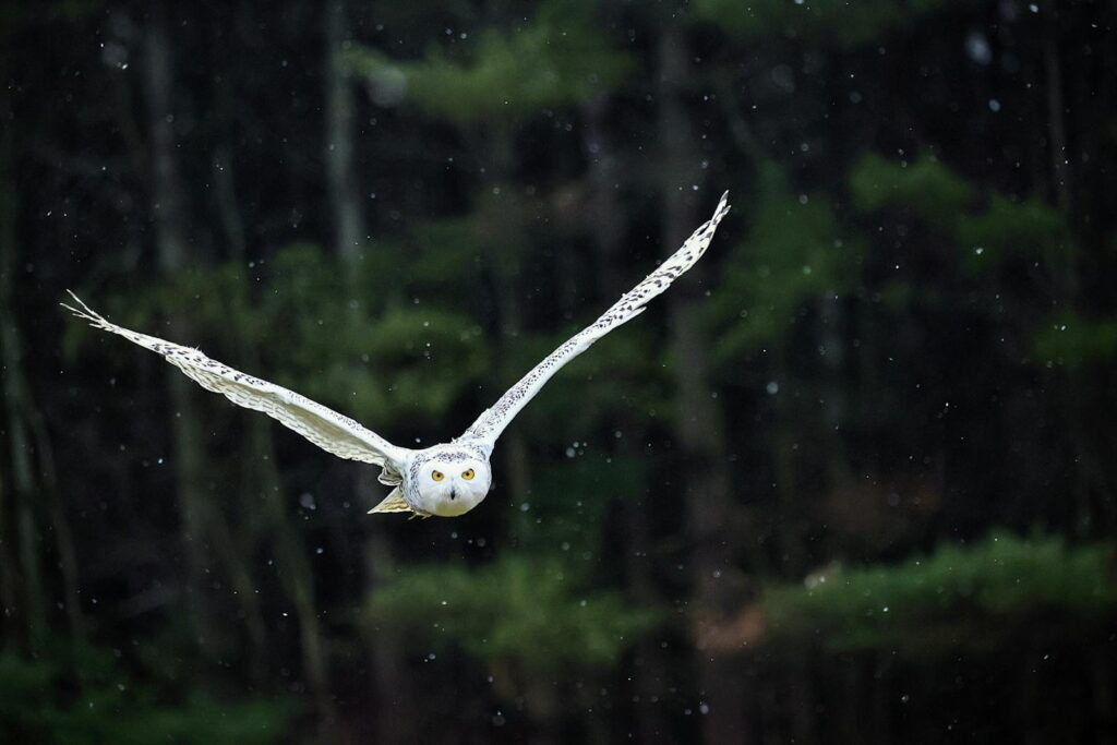 A Snowy Owl flies through a forest.