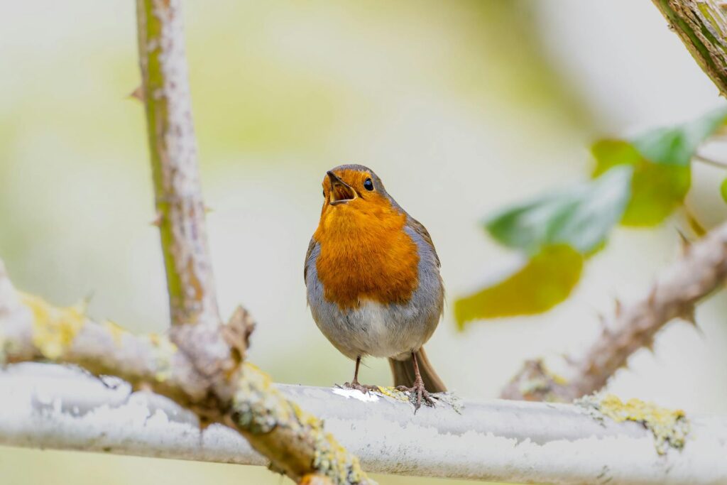 A European Robin perched and singing.