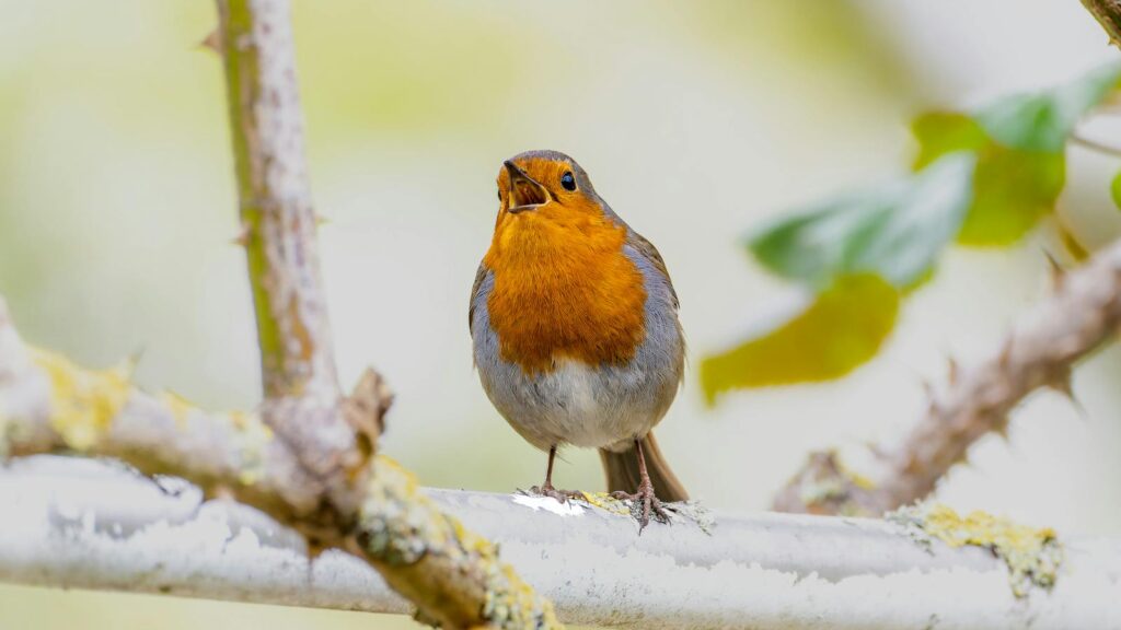 A European Robin perched and singing.