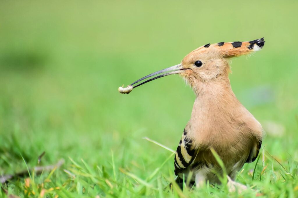 A Eurasian Hoopoe with its crest slightly raised holds prey in its long beak in green grass.