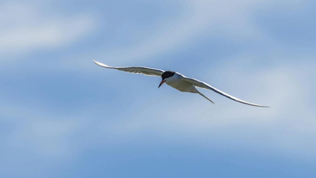 Arctic Tern in mid-flight against a backdrop of a blue sky