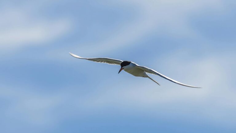 Arctic Tern in flight with wings spread against a clear blue sky