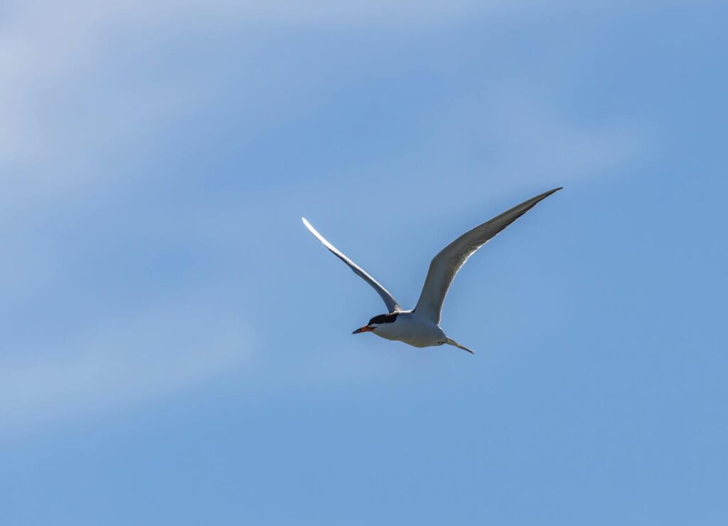 A tern flies against a clear blue sky.