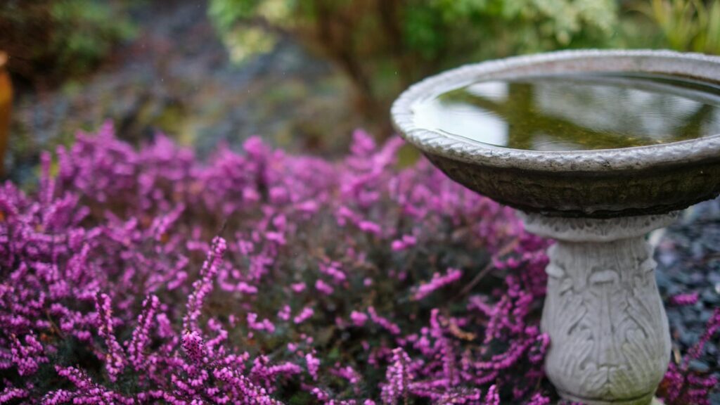 Beautiful purple heather flowers surrounding a birdbath in a serene English garden setting.