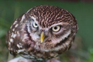 A spotted owl showcasing its alertness and intricate feather patterns.