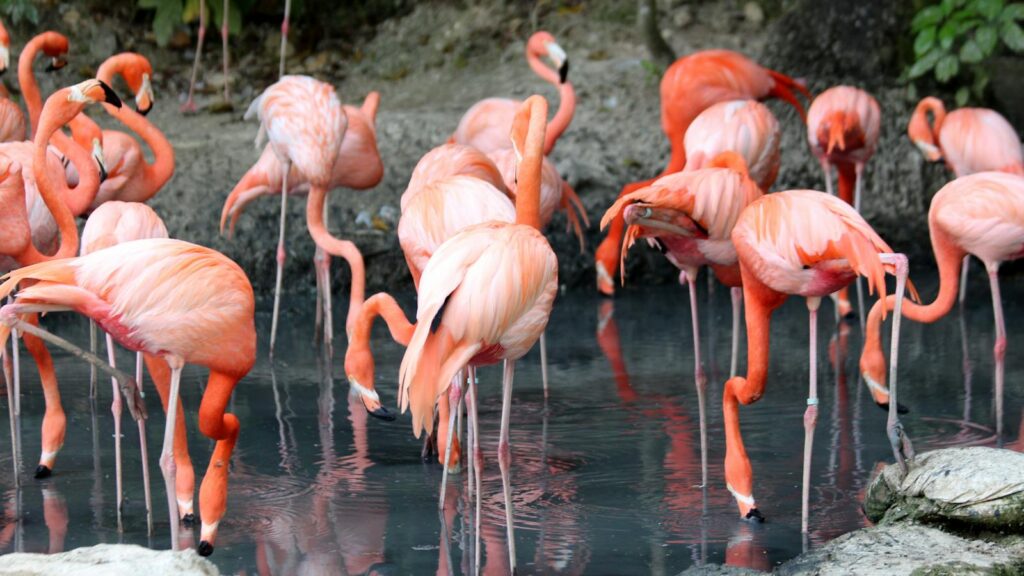 Group of flamingos drinking water in a shallow pool