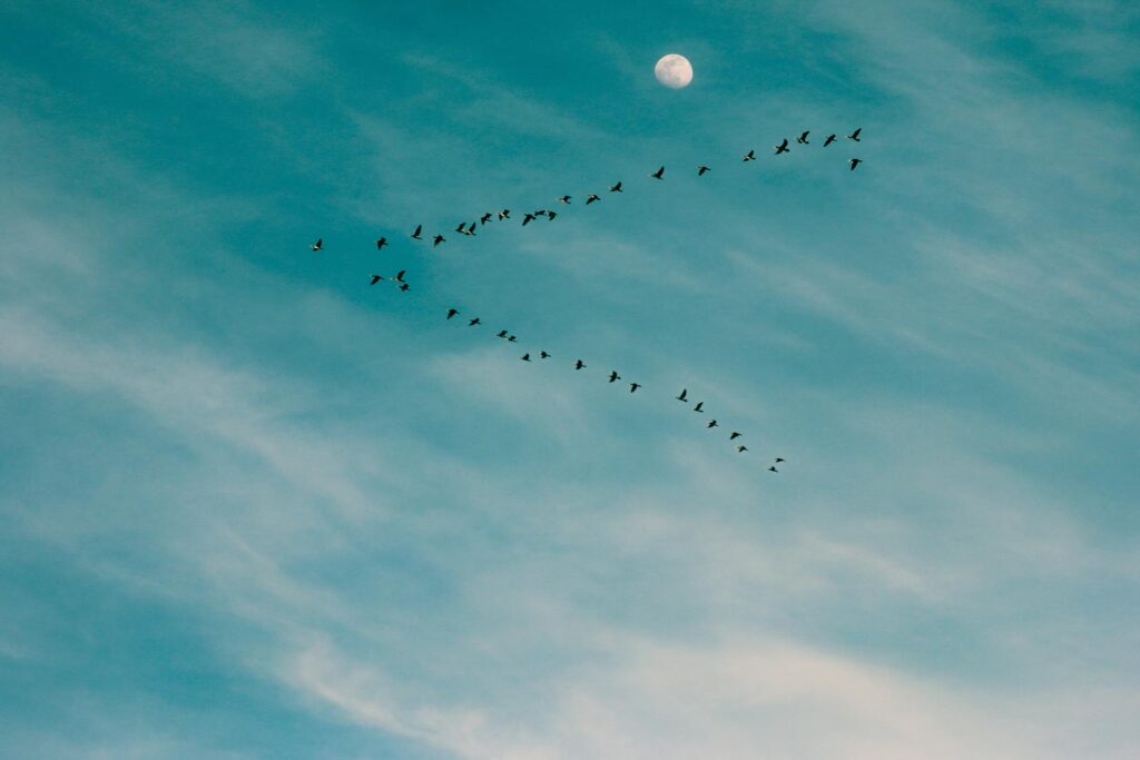 Flock of birds flying in V-formation beneath a clear moonlit sky.