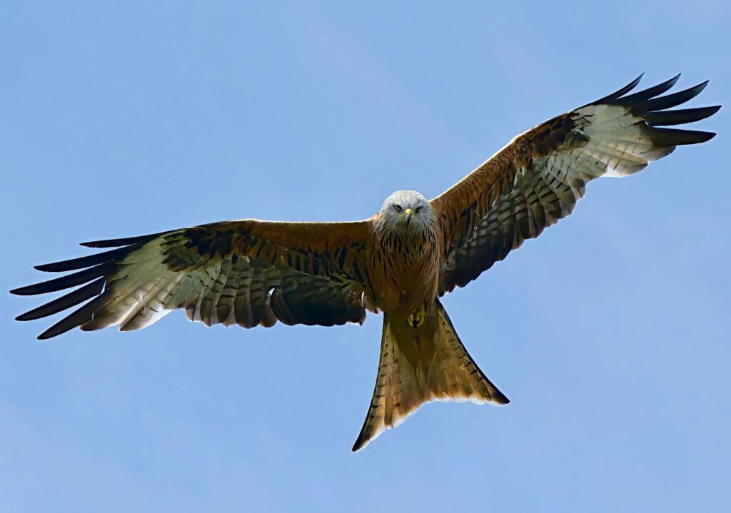 Majestic red kite (Milvus milvus) soaring under a clear blue sky with outstretched wings.