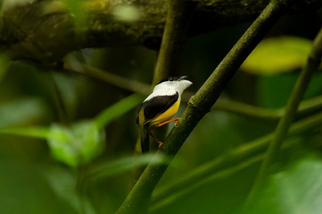 A vibrant manakin bird perched among green rainforest branches, showcasing its colorful plumage.