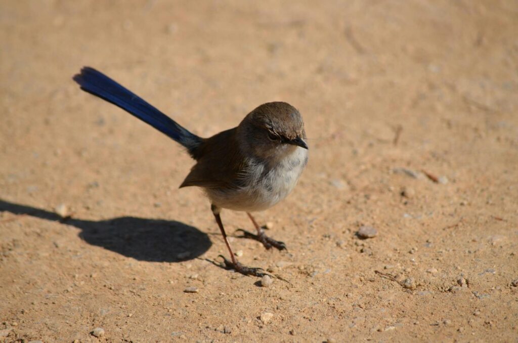 A Superb Fairywren with its blue tail.