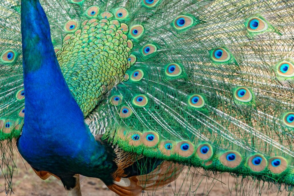 Close-up of a vibrant peacock displaying its colorful and patterned tail feathers in full splendor.