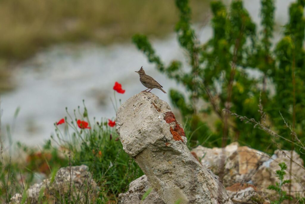 A crested lark perched on a rock surrounded by vibrant greenery and red flowers in a natural setting.