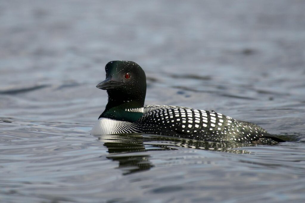 A serene close-up of a common loon swimming on a calm lake.