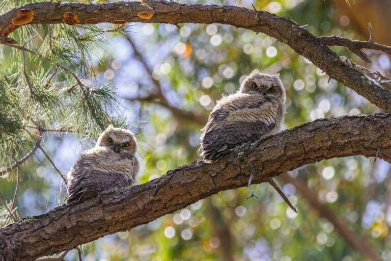 Two fluffy owlets rest on a pine tree branch in a serene forest setting, captured in a crisp close-up.