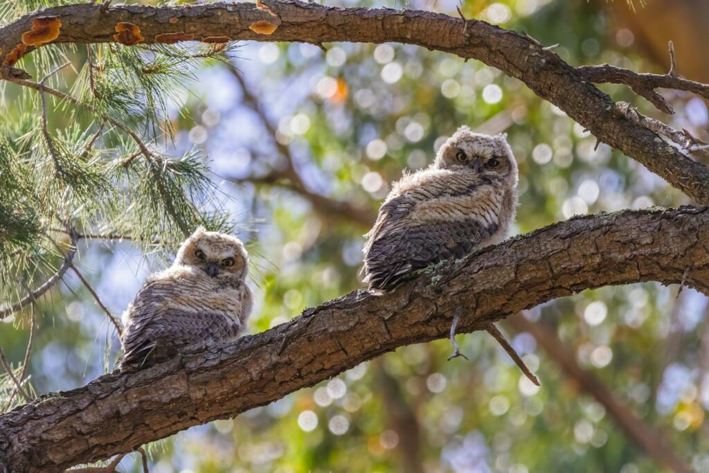 Two fluffy owlets rest on a pine tree branch in a serene forest setting, captured in a crisp close-up.