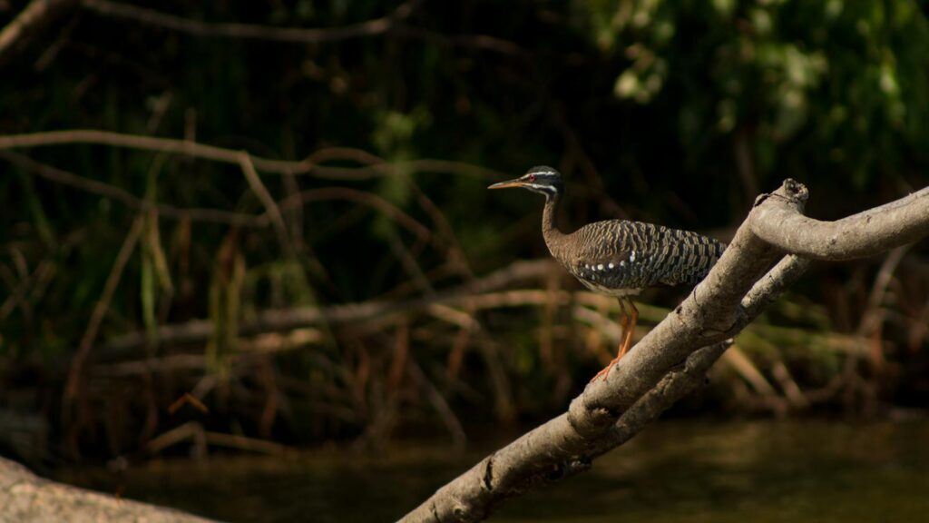 A sunbittern rests on a branch over a river