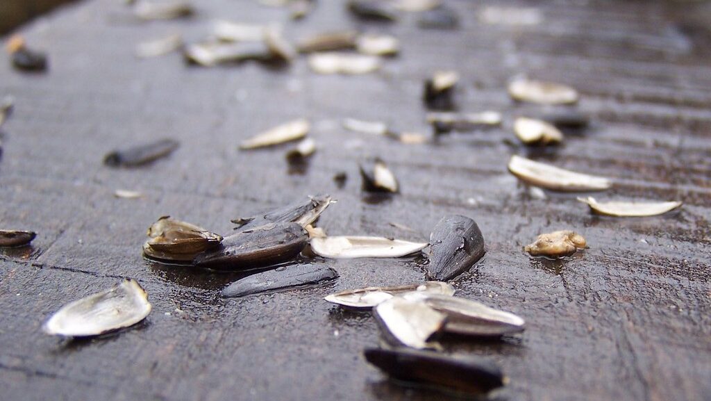 Sunflower seeds scattered on a table dampened by rain