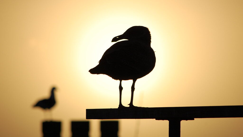 Silhouettes of gulls stand against a bright, hazy sky.