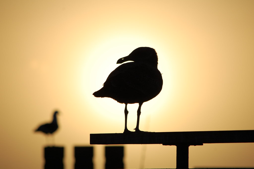 Silhouettes of gulls stand against a bright, hazy sky.