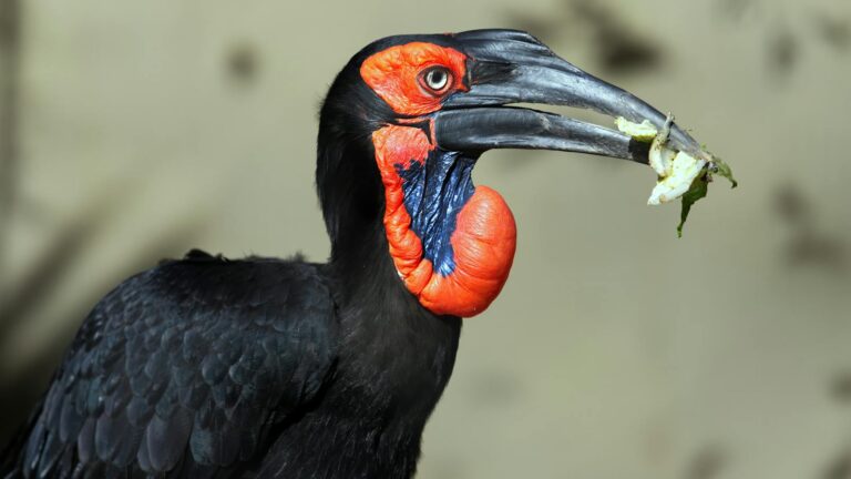 A Southern Ground Hornbill holds food in its large beak.