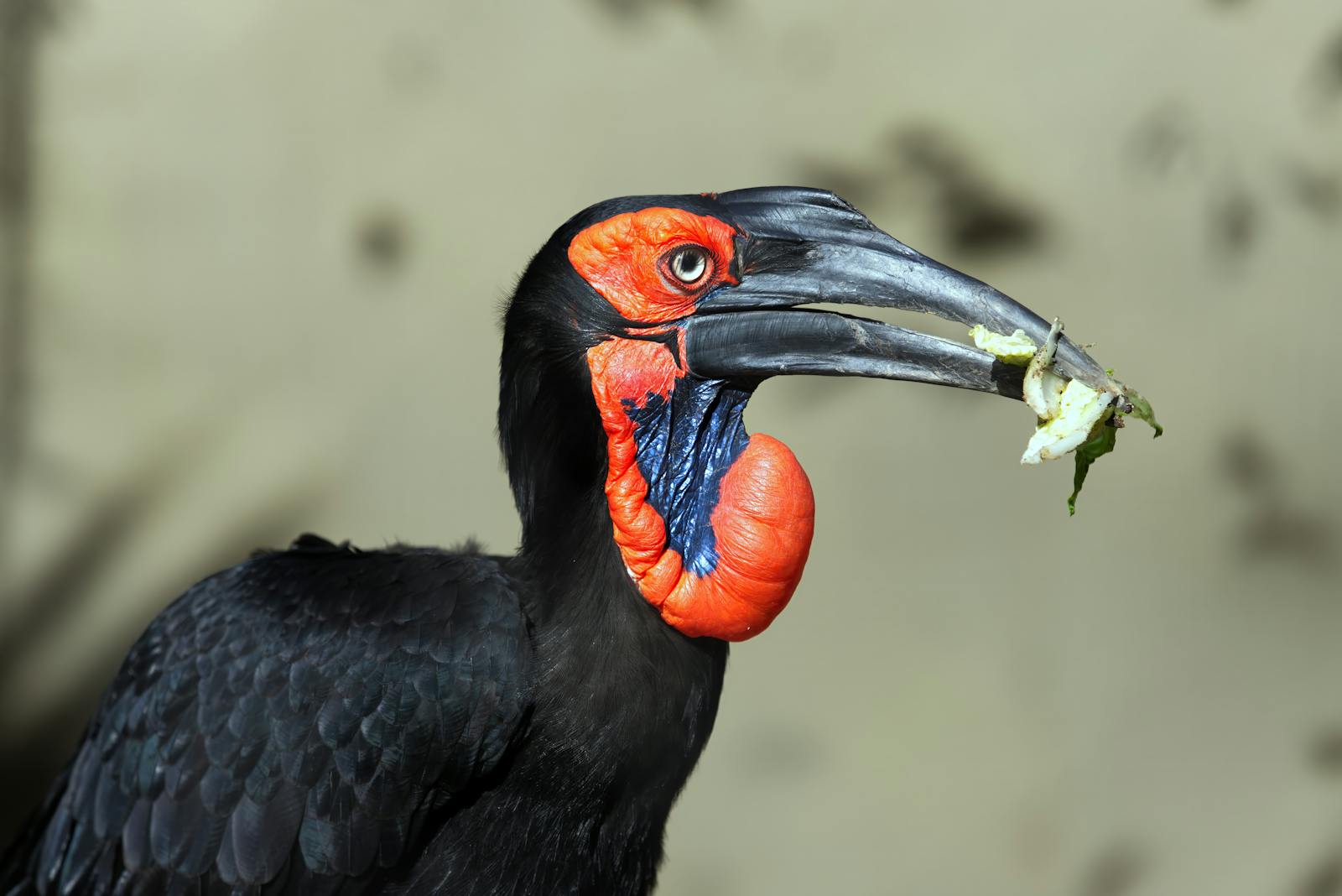 A Southern Ground Hornbill holds food in its large beak.