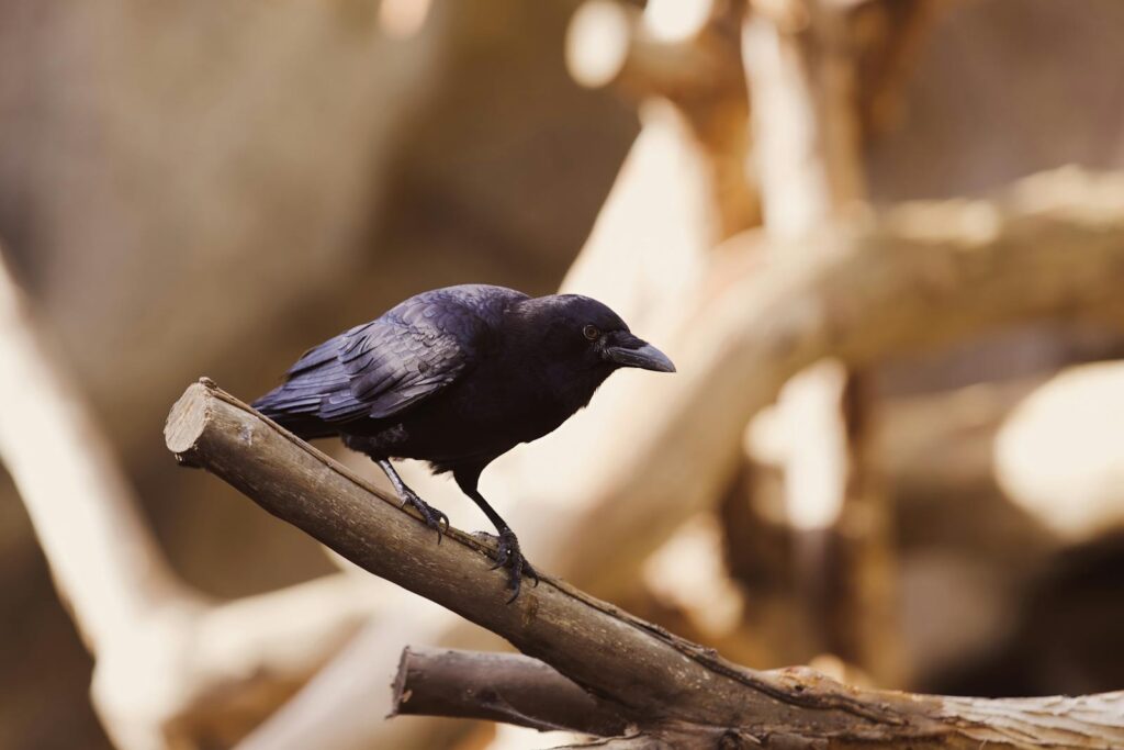 A New Caledonian crow perched on a tree branch, captured in vivid detail in its natural habitat.