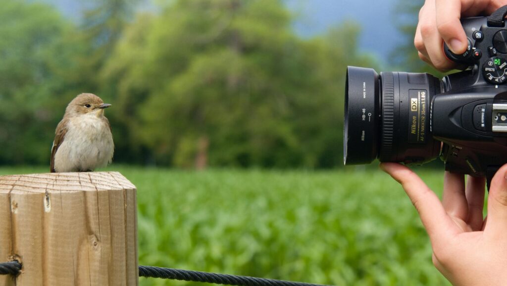 Man Hands Holding Camera and Taking Pictures of Sparrow.