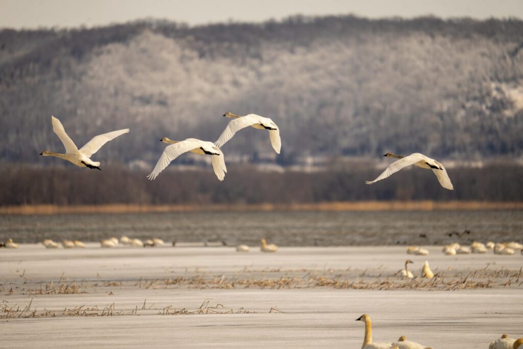 Flock of tundra swans flying over a frozen lake in Weaver, MN during winter.