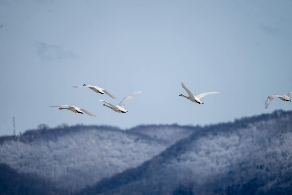 A flock of Tundra swans soars across a snowy mountain range under a pale sky.