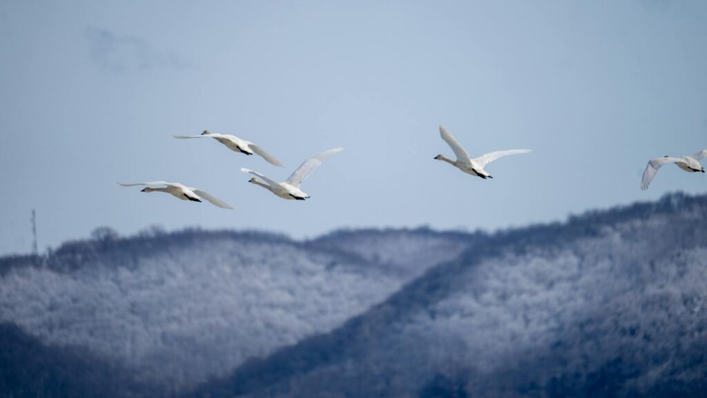 A flock of Tundra swans soars across a snowy mountain range under a pale sky.