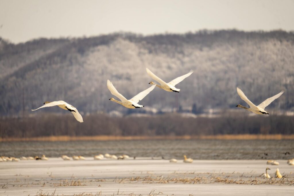 A beautiful scene of swans flying over a frozen lake with snow-covered hills in the background.